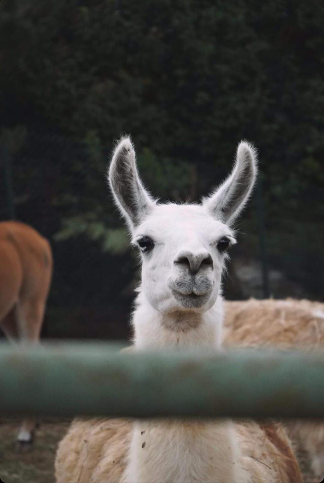 Polonezkoey Country Club & Accommodation In The Wildlife Park! Истанбул Екстериор снимка